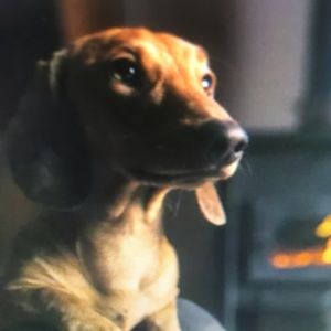 Meet your Posher, Rodolfo